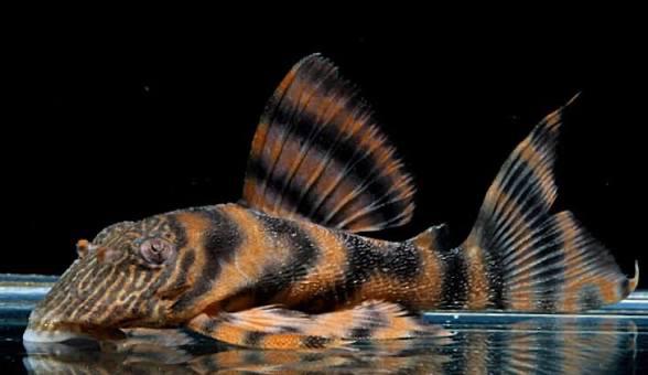 L397 Tiger Pleco, Dieren en Toebehoren, Vis