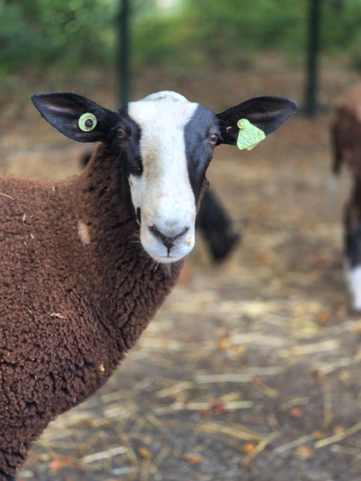zwartbles ram, Dieren en Toebehoren, Mannelijk, Schaap
