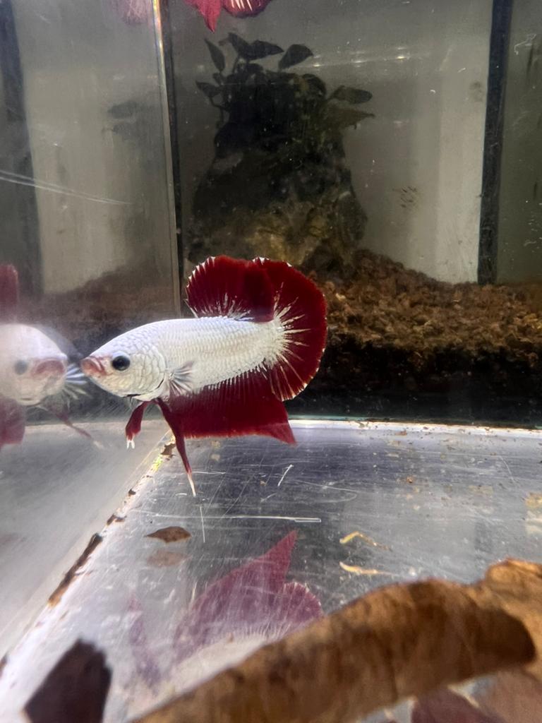 Red dragon betta, Vis
