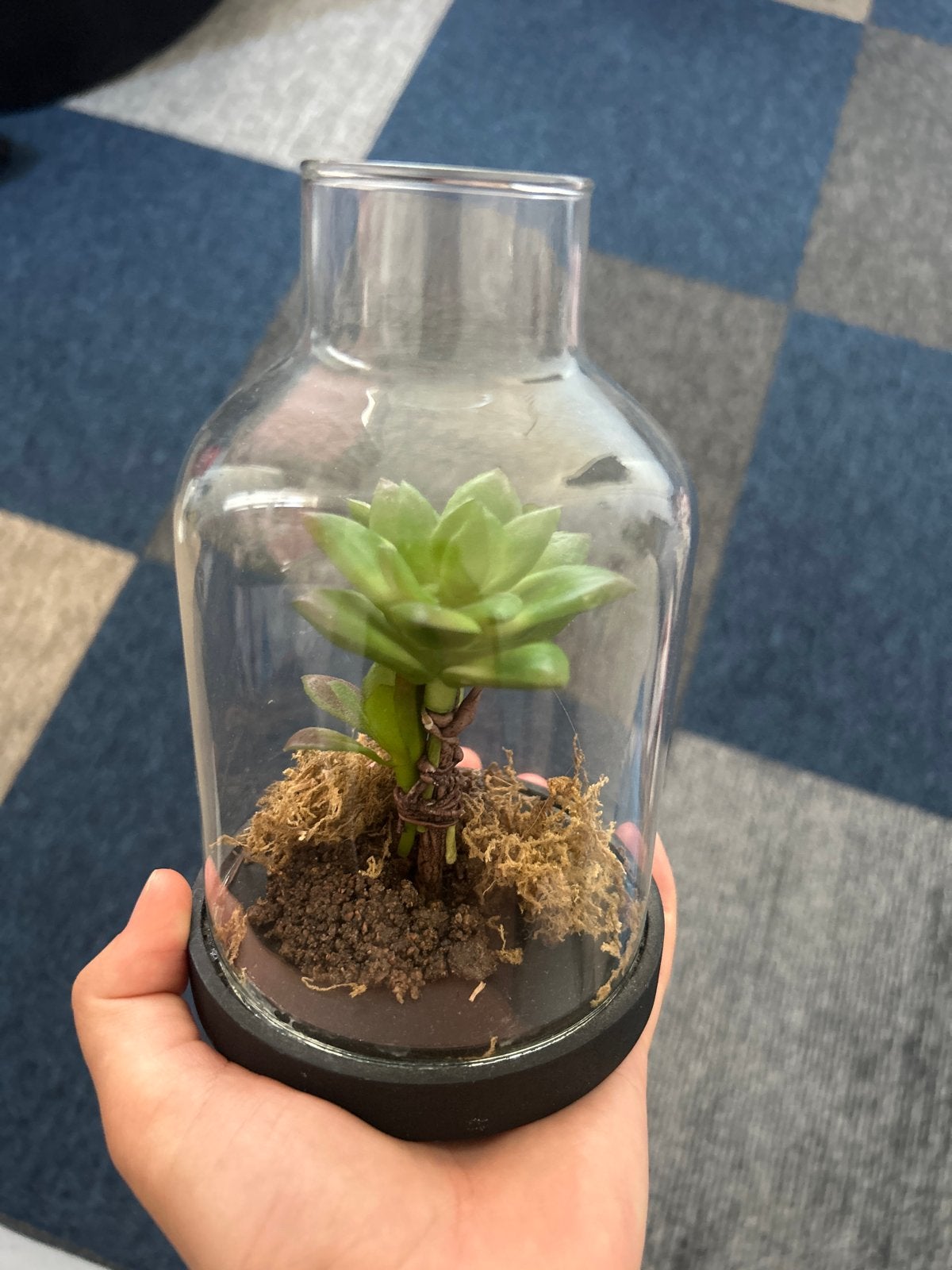Decoratieve kunstplant in glazen stolp, Ophalen, Groen, Zo goed als nieuw, Modern