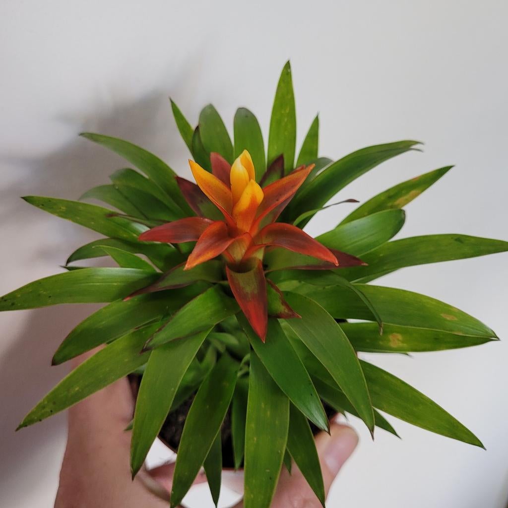 Bromelia guzmania theresa, Huis en Inrichting, Kamerplanten, Ophalen of Verzenden, Halfschaduw, Minder dan 100 cm