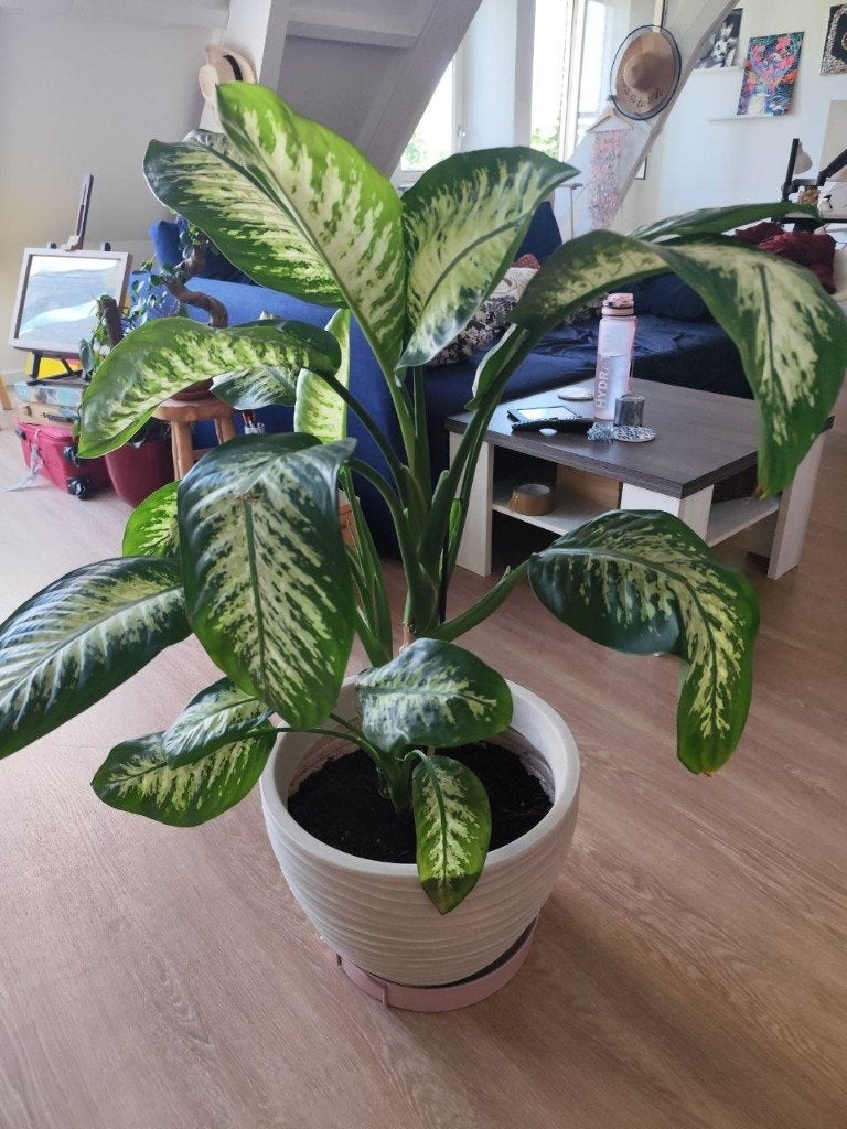 Dieffenbachia (Dumb Cane) – Gezonde Kamerplant 80 cm, Ophalen, Halfschaduw, Minder dan 100 cm