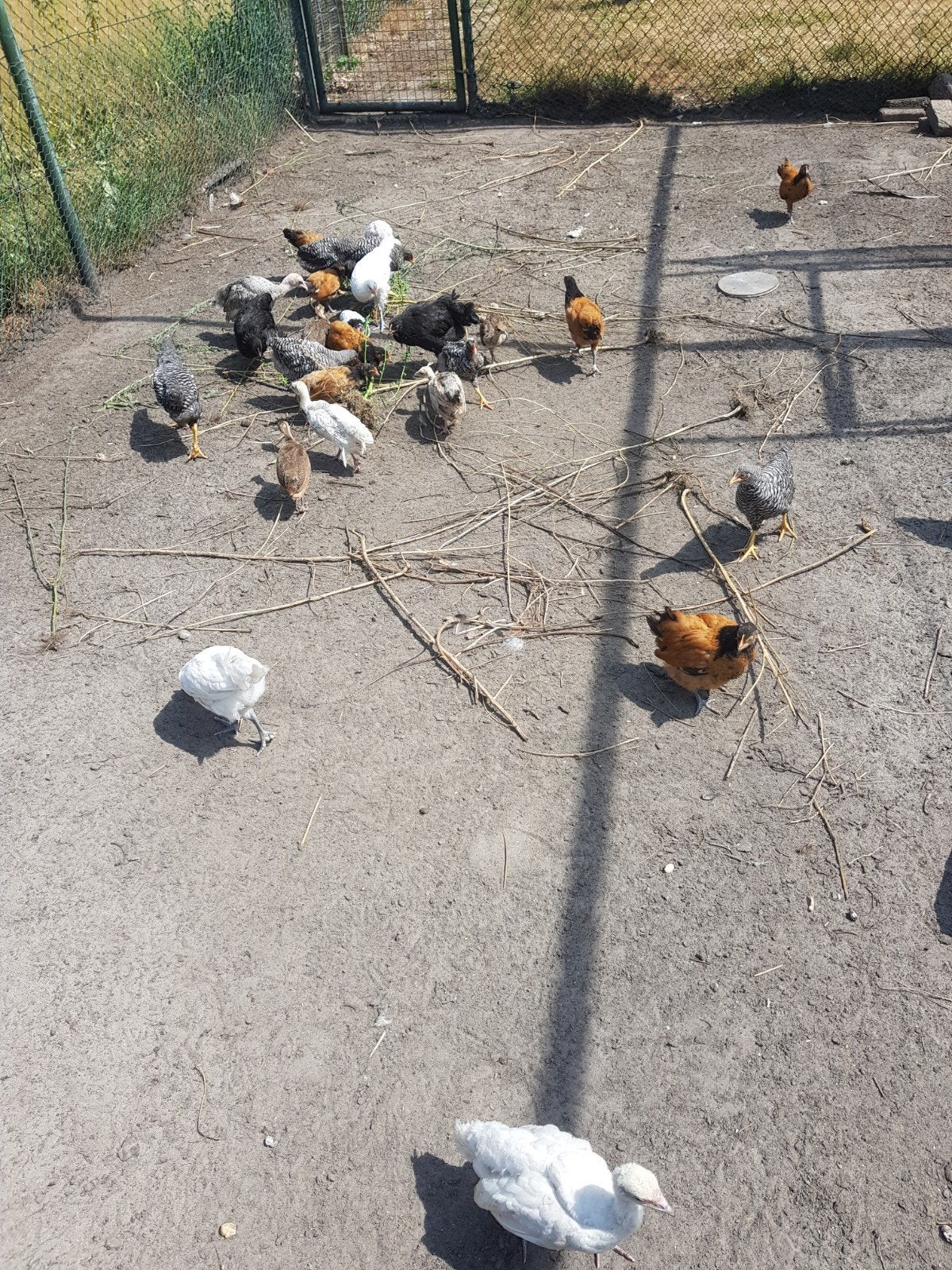jong pluimvee kippen kalkoenen, Meerdere dieren, Kip