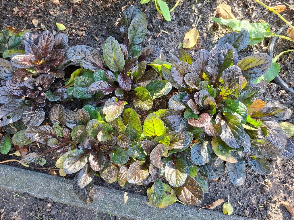 Vaste planten in pot, Ophalen, Bodembedekkers, Vaste plant, Halfschaduw