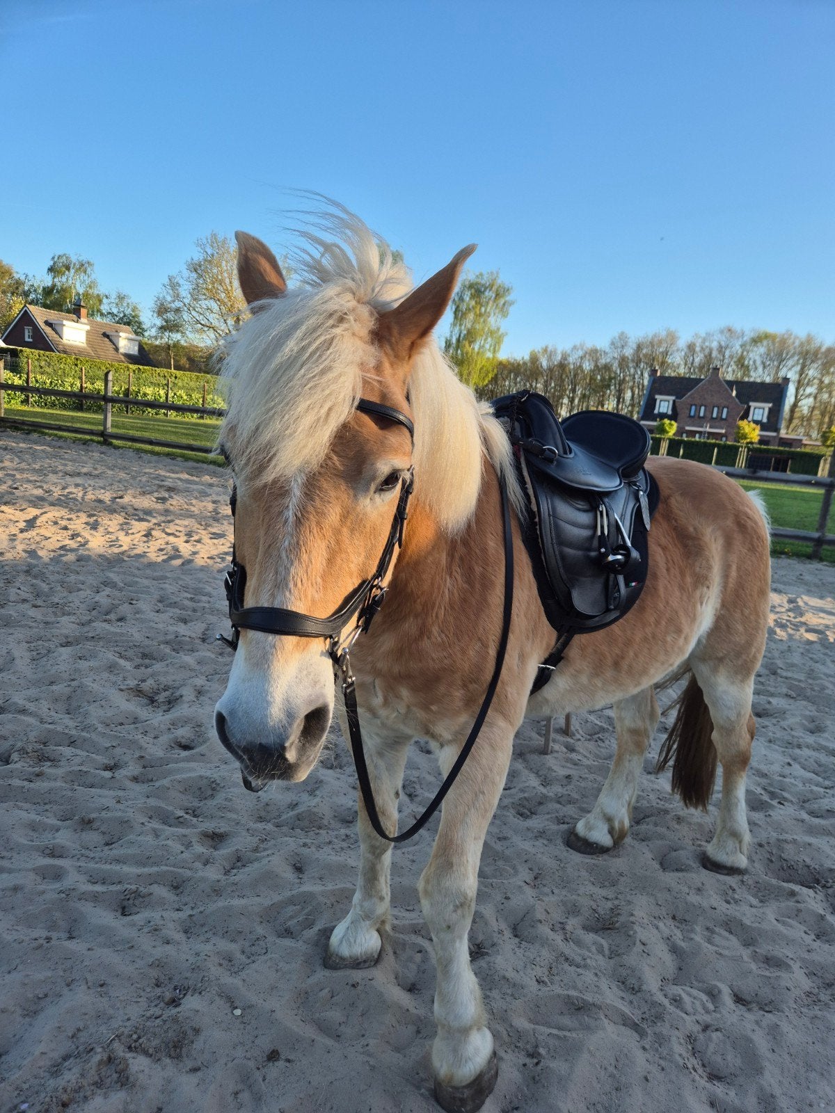 bijrij paard gezocht, 160 tot 165 cm, Recreatiepaard