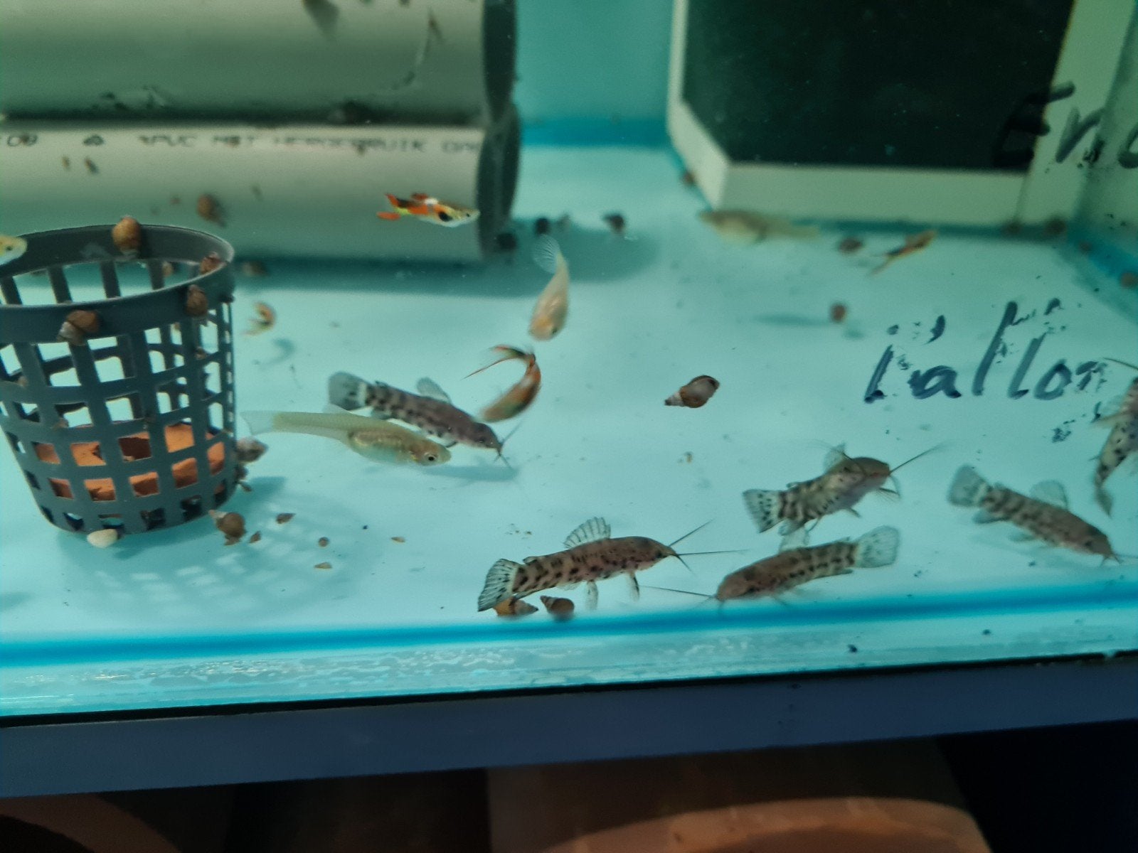 Kwi kwi meervallen, Hoplosternum Thoracatum, pantsermeerval, Dieren en Toebehoren, Vissen | Aquariumvissen, Vis, Zoetwatervis