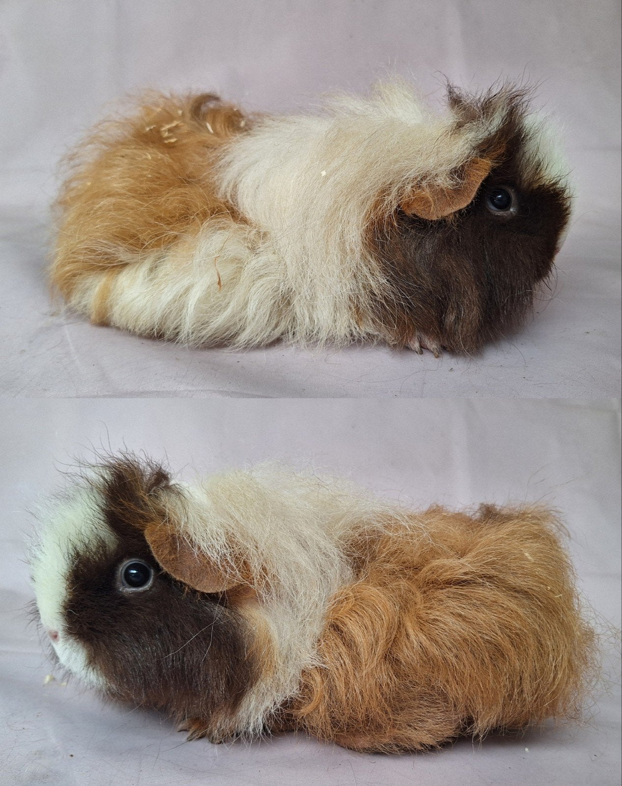 Merino/Texel fokkoppeltje - choco/goud/wit en creme, Dieren en Toebehoren, Cavia, Januari, Meerdere dieren, Tam