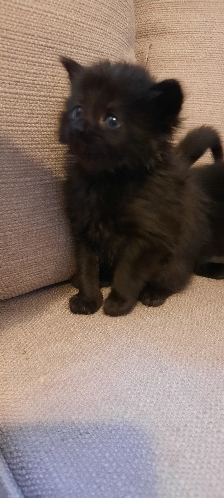 maine coon kitten half, Meerdere dieren, Ontwormd
