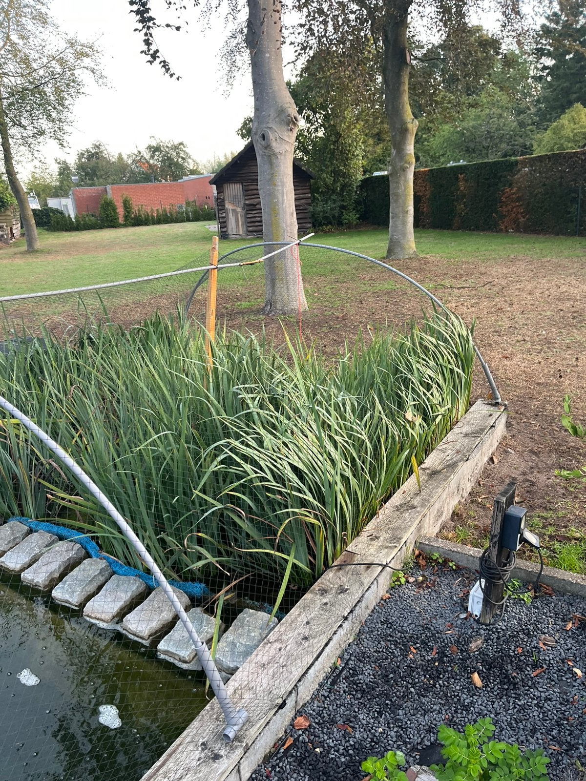 Gele lis (nitraat vreter), Tuin en Terras, Ophalen, Overige soorten, Minder dan 100 cm
