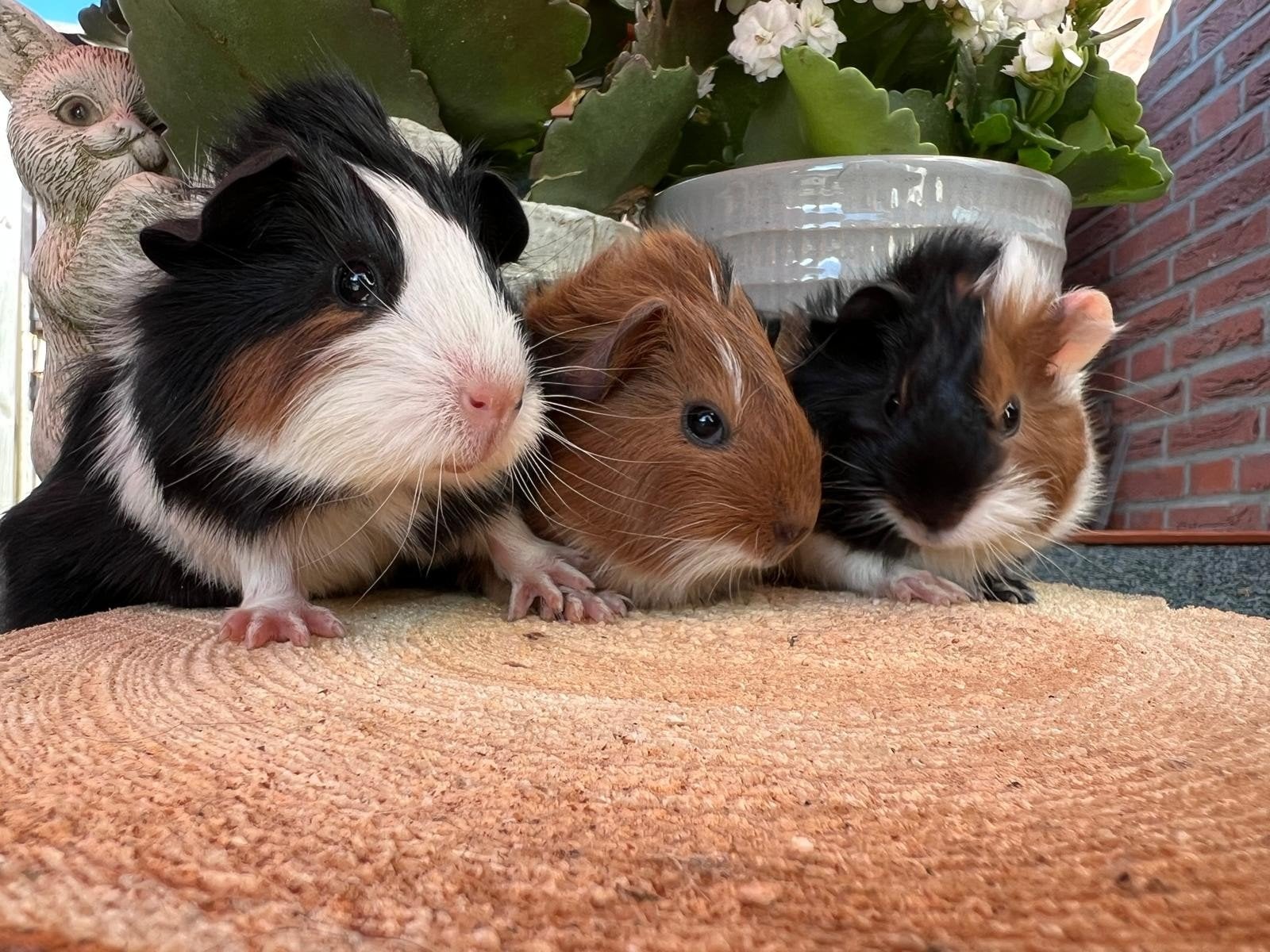 Cavia's, Dieren en Toebehoren, Knaagdieren, Meerdere dieren, Cavia, Mei, Tam