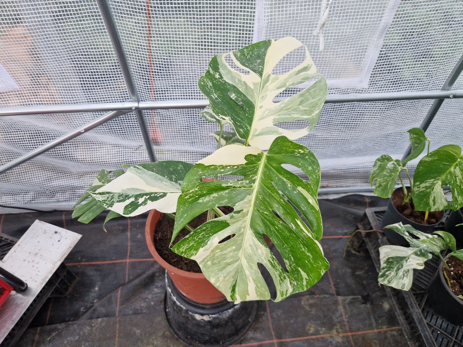 Monstera Deliciosa Albo Variegata kamerplant #40, Huis en Inrichting, Ophalen of Verzenden, Halfschaduw, Minder dan 100 cm