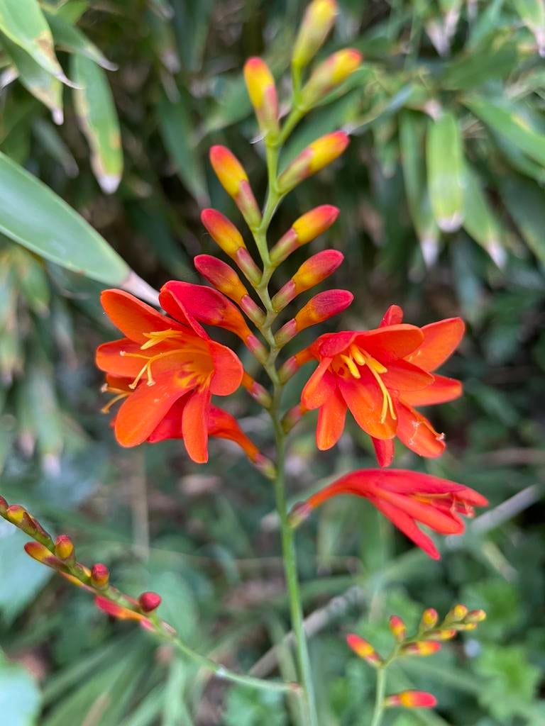 10 Crocosmia bollen. Rood. Gifvrij /onbespoten, Tuin en Terras, Ophalen, Overige soorten, Halfschaduw
