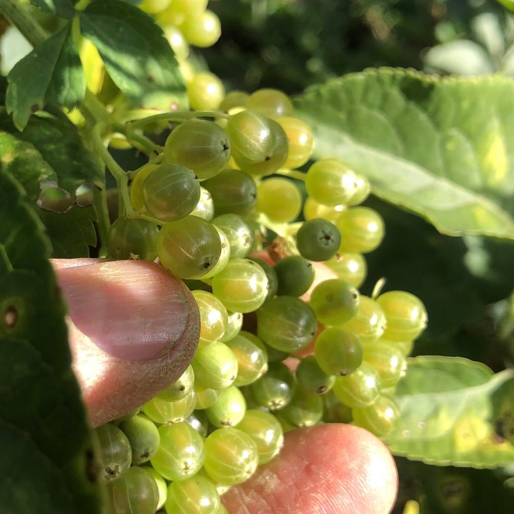 Witte vlier - Sambucus nigra alba - 1e jaars stek, Tuin en Terras, Planten | Fruitbomen, Ophalen, Minder dan 100 cm, Overige soorten
