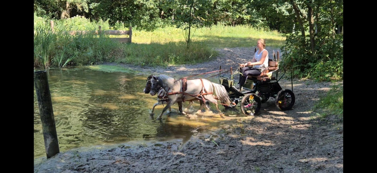 1e premie pintaloosa Falabella dekhengst te koop, Dieren en Toebehoren, Pony's, Hengst, A pony (tot 1.17m), 3 tot 6 jaar, Recreatiepony