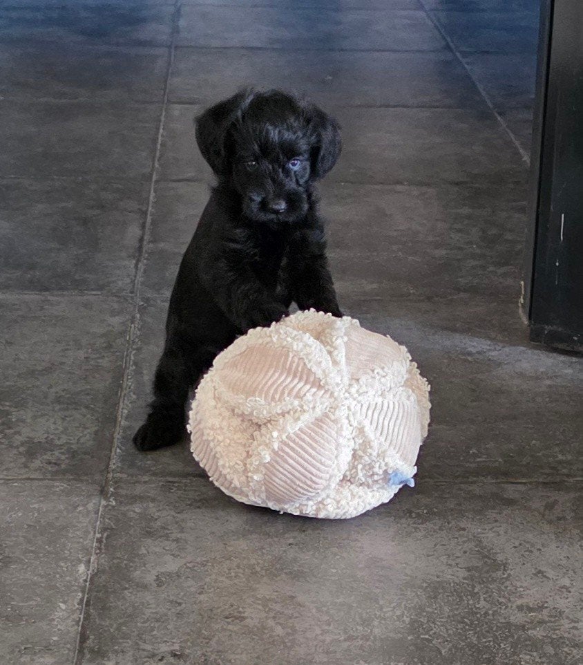 lieve pup.puppy reutje, Dieren en Toebehoren, Honden | Niet-rashonden, Parvo, Reu, 8 tot 15 weken, Eén hond