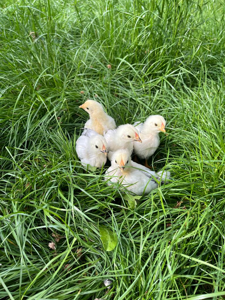 Wyandotte kuikens, Dieren en Toebehoren, Geslacht onbekend, Kip