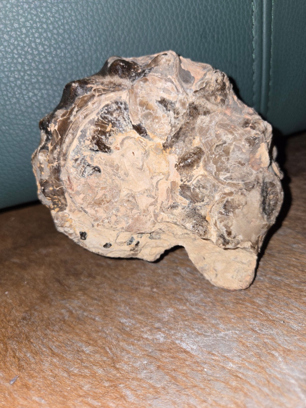 M ammoniet a kwaliteit., Verzamelen, Mineralen en Fossielen, Ophalen of Verzenden, Fossiel
