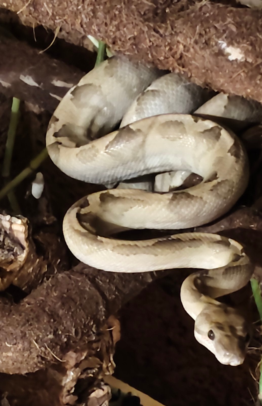 1.1 Corallus annulatus, Dieren en Toebehoren, Slang, 3 tot 6 jaar
