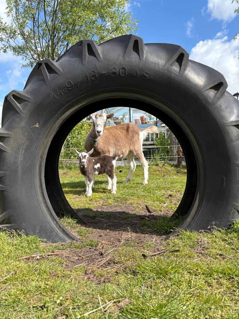 Geit met 2 bok lammetjes, Vrouwelijk, Geit