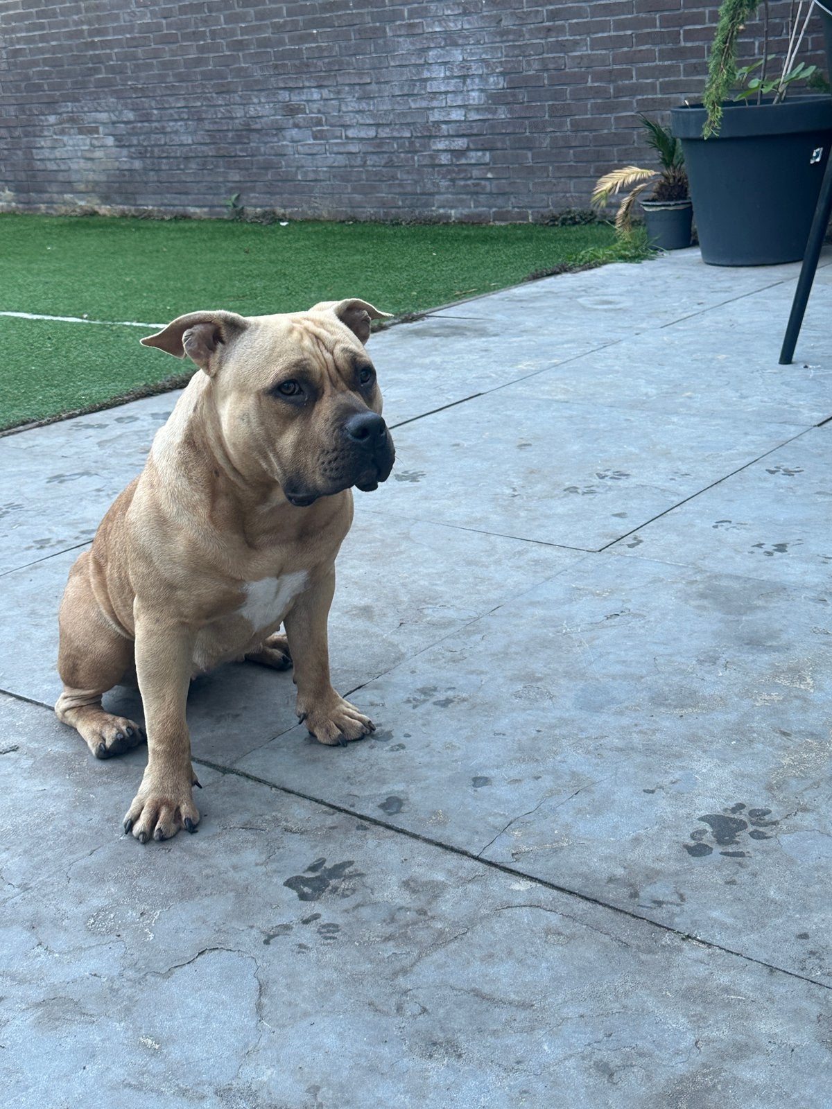 American bully pocket teefje 9 Maanden paspoort stamboom, Dieren en Toebehoren, 15 weken tot 1 jaar, Teef, Bulldog, Eén hond