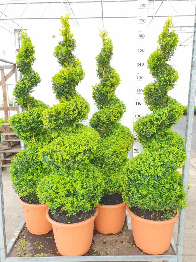 Buxus spiralen, Ophalen, Bloeit niet, Overige soorten, Volle zon