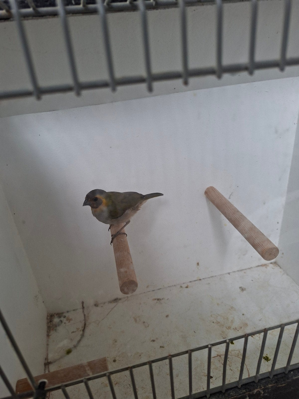 cubavinkje pop, Dieren en Toebehoren, Vogels | Overige Vogels, Vrouwelijk, Geringd