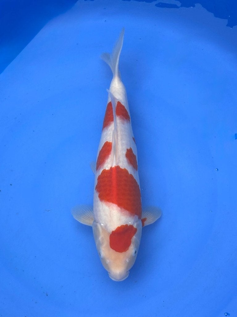 HQ Nisai van Izumiya | Koikarpers  | Nisai vissen, Dieren en Toebehoren, Karper of Koi