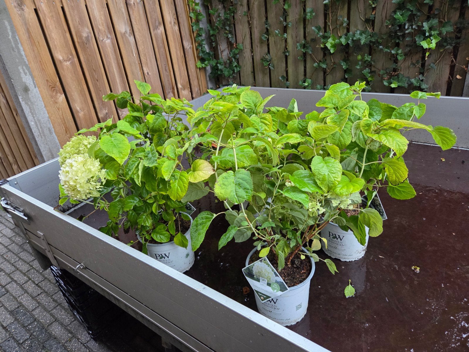 Hydrangea Strong Annabelle C5, Ophalen, Overige soorten, Halfschaduw
