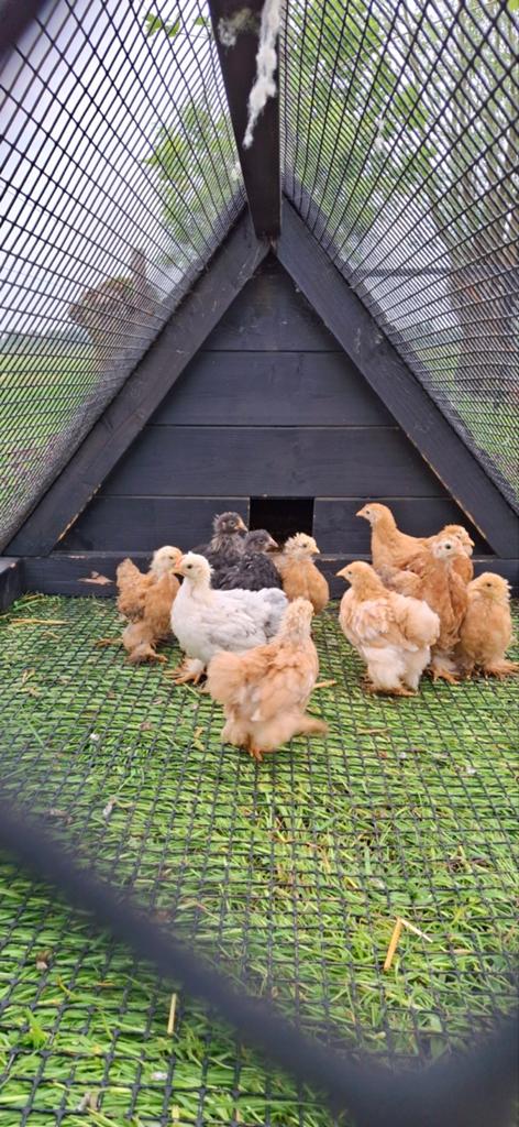 Mooie cochin kriel kuikens van 5 weekjes oud, Meerdere dieren, Kip