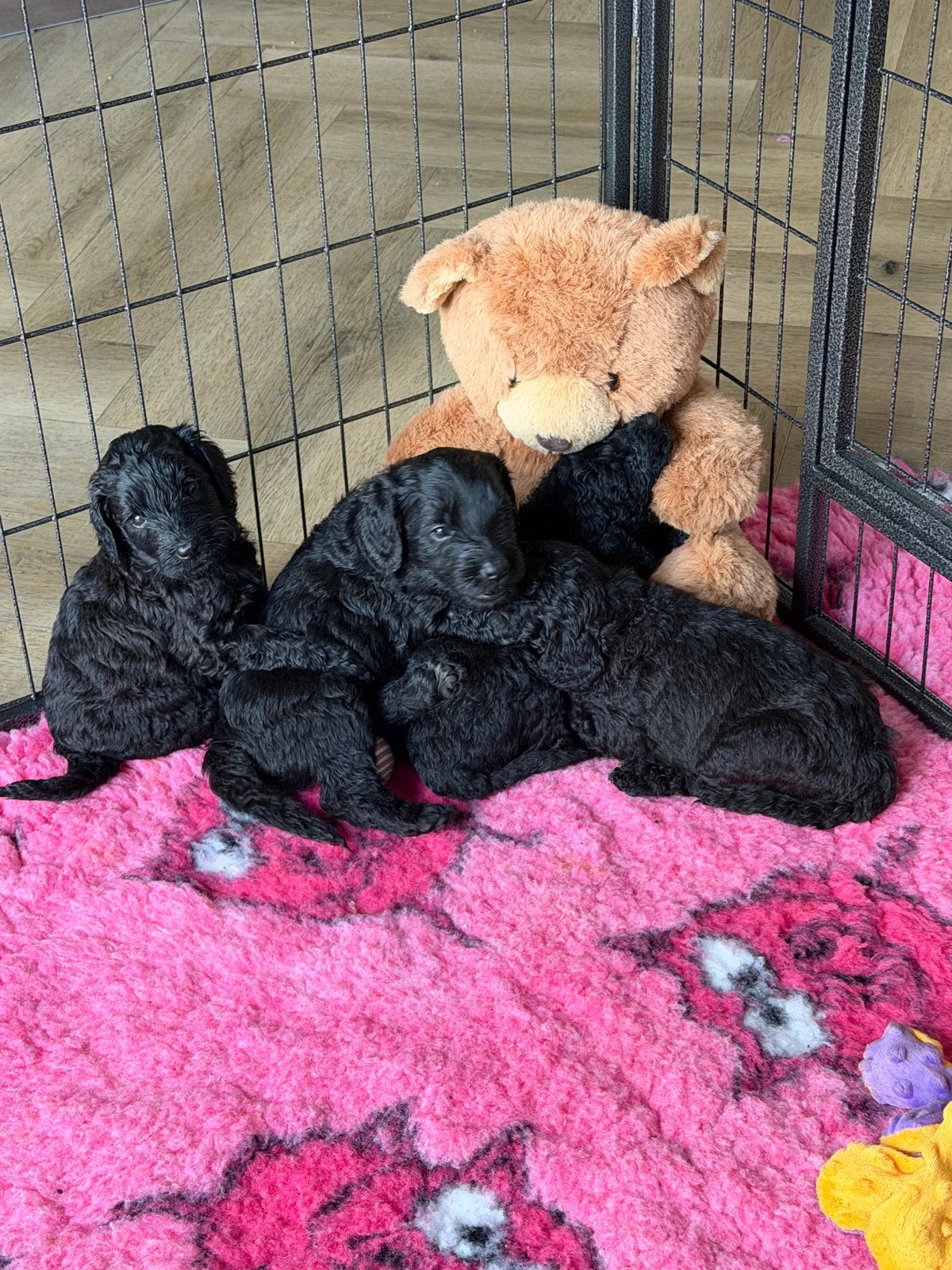Australian Cobberdog reu (zwart) zoekt een liefdevol huis, Juli, Mannelijk