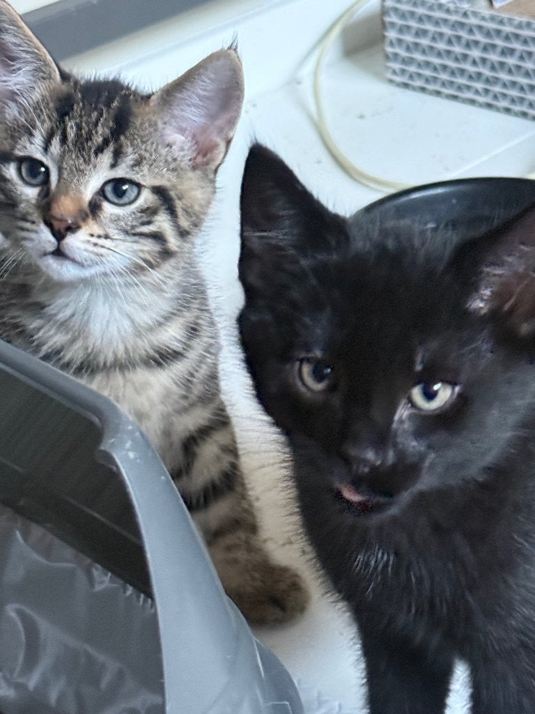 Lieve Kittens zoeken nieuw huisje (allemaal gereserveerd), Dieren en Toebehoren, Meerdere dieren, Ontwormd, 0 tot 2 jaar