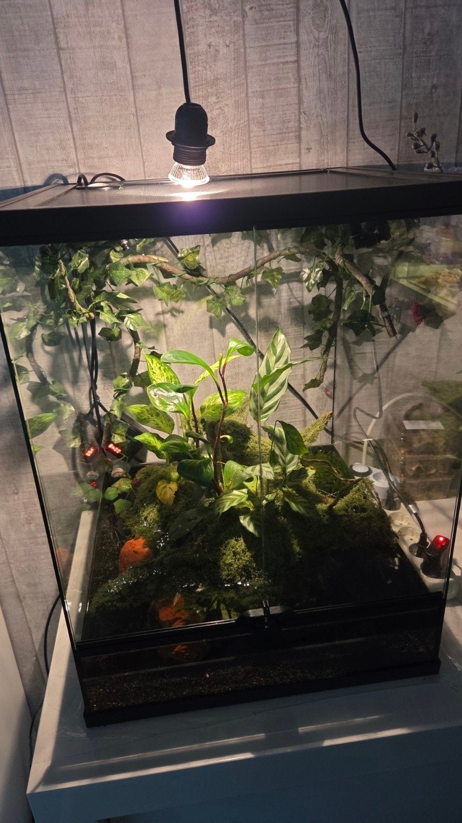 (NIEUW) Exo Terra Paludarium / Terrarium + toebehoren, Dieren en Toebehoren, Reptielen en Amfibieën | Toebehoren, Ophalen, Zo goed als nieuw