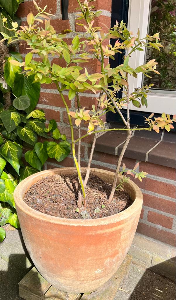 Groenblijvende blauwe bes in terracottapot, Tuin en Terras, Planten | Bomen, Ophalen