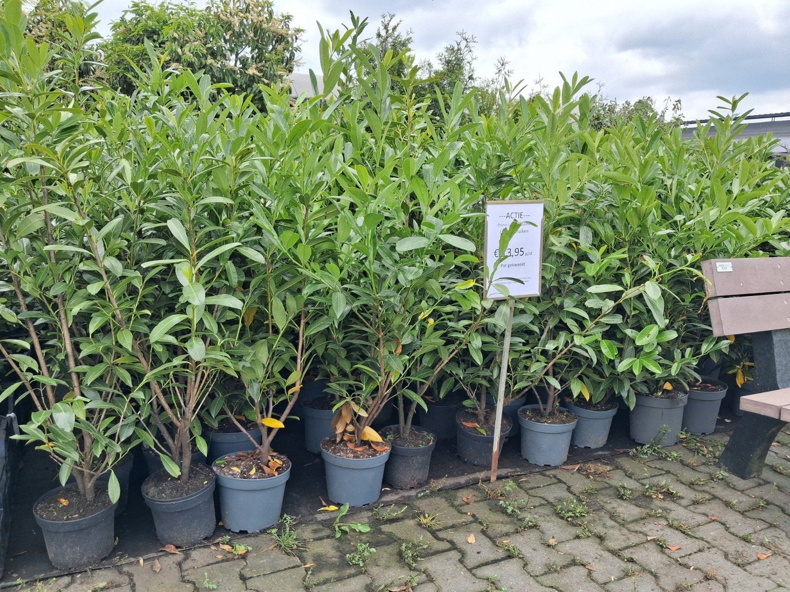 Laurierstruiken Prunus Laurocerasus 'Caucasica' - Actie!, Ophalen of Verzenden, Laurier, Struik, 100 tot 250 cm