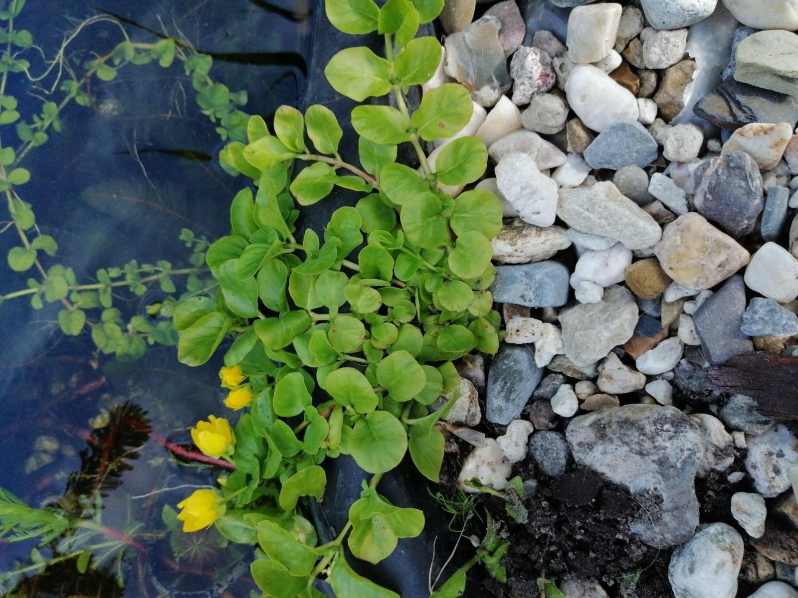 Penningkruid (bodembedekker), Tuin en Terras, Ophalen of Verzenden, Nieuw