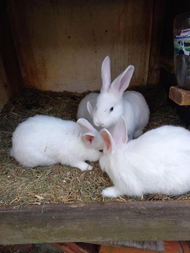 Jonge witte wener rammetjes, Dieren en Toebehoren, Konijnen, Mannelijk, Middelgroot, 0 tot 2 jaar