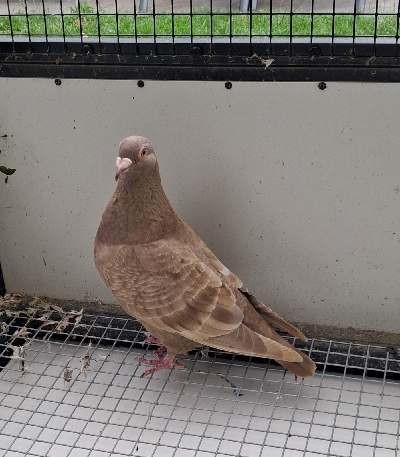 Twee mooie kleurpostduiven, Dieren en Toebehoren, Mannelijk, Postduif