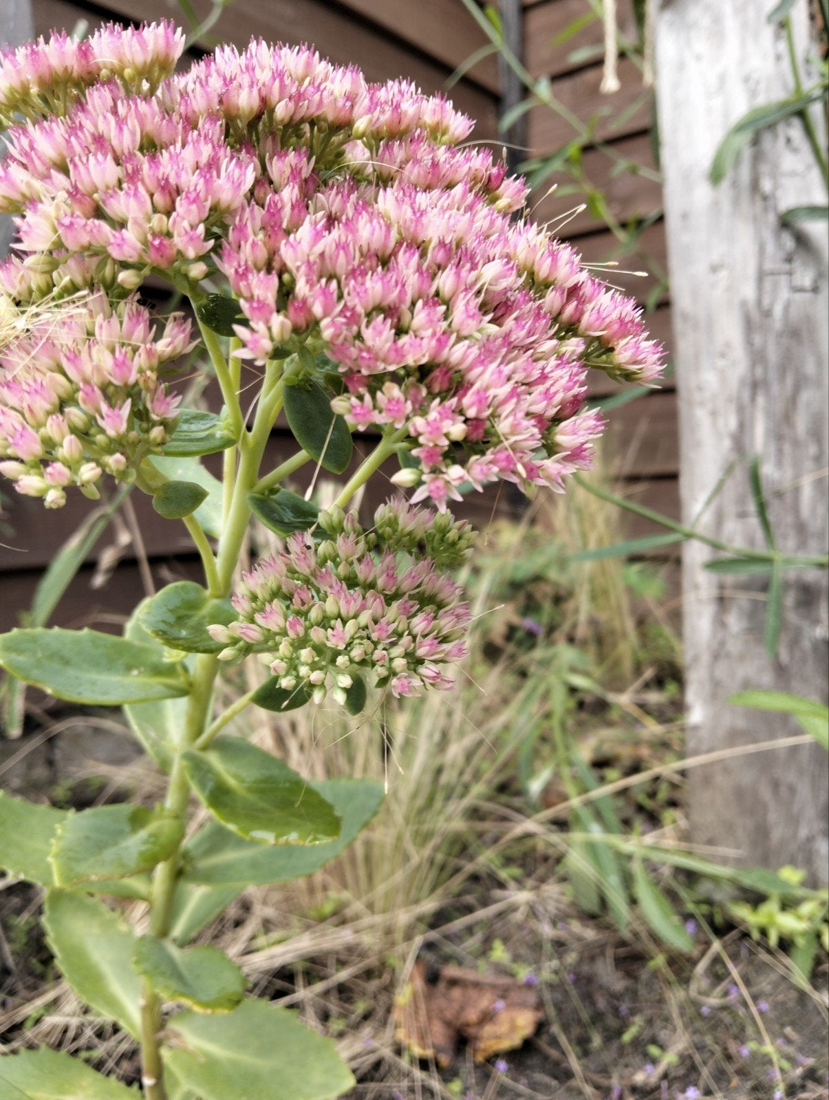 Roze Sedum (Hemelsleutel) - Vaste plant voor zon/halfschaduw, Overige soorten, Volle zon, Vaste plant, Ophalen of Verzenden