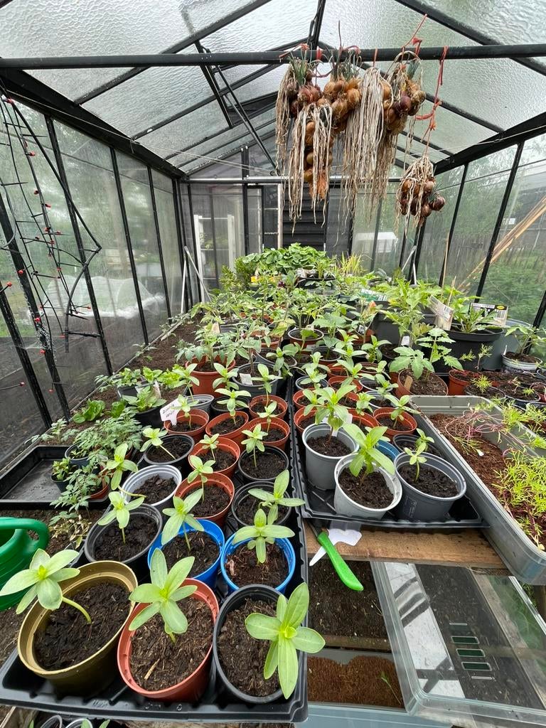 Moestuin plantjes, Tuin en Terras, Planten | Tuinplanten, Ophalen, Eenjarig, Groenteplanten, Volle zon