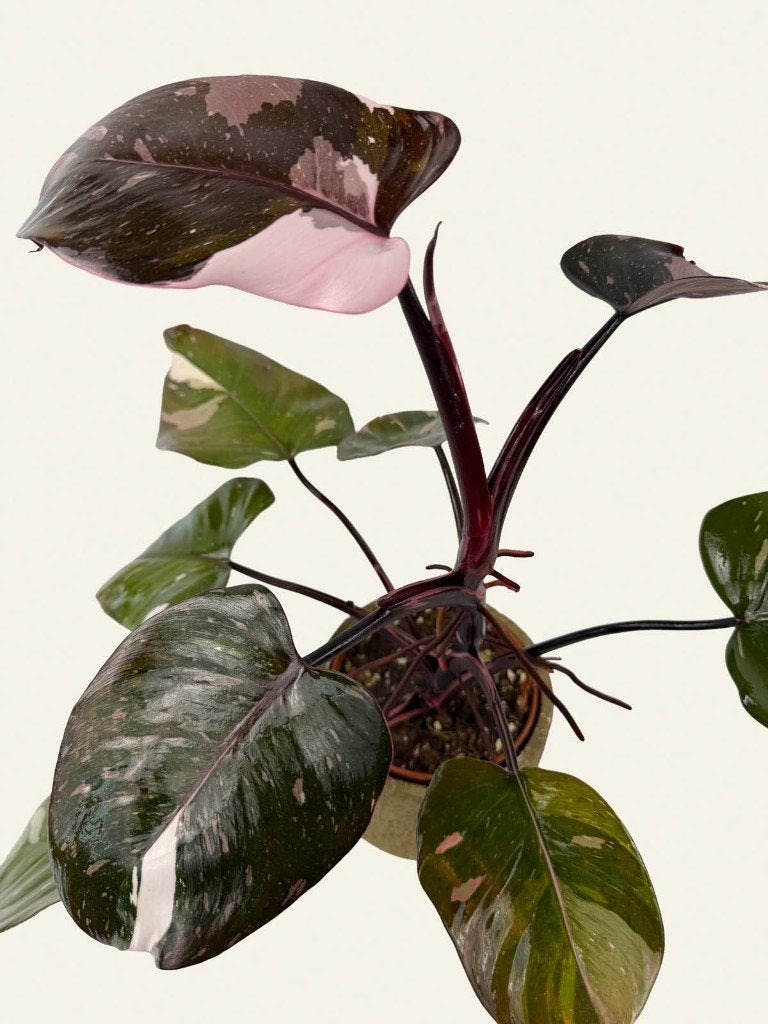 Philodendron Red Anderson p12, Huis en Inrichting, Kamerplanten, Ophalen of Verzenden, Halfschaduw, Minder dan 100 cm