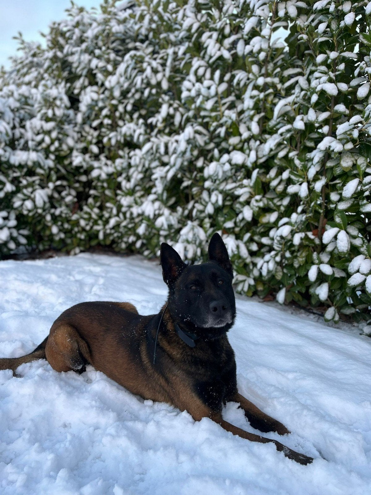 Mechelse Herder Reu, Dieren en Toebehoren, Reu, Eén hond, 3 tot 5 jaar, Herder
