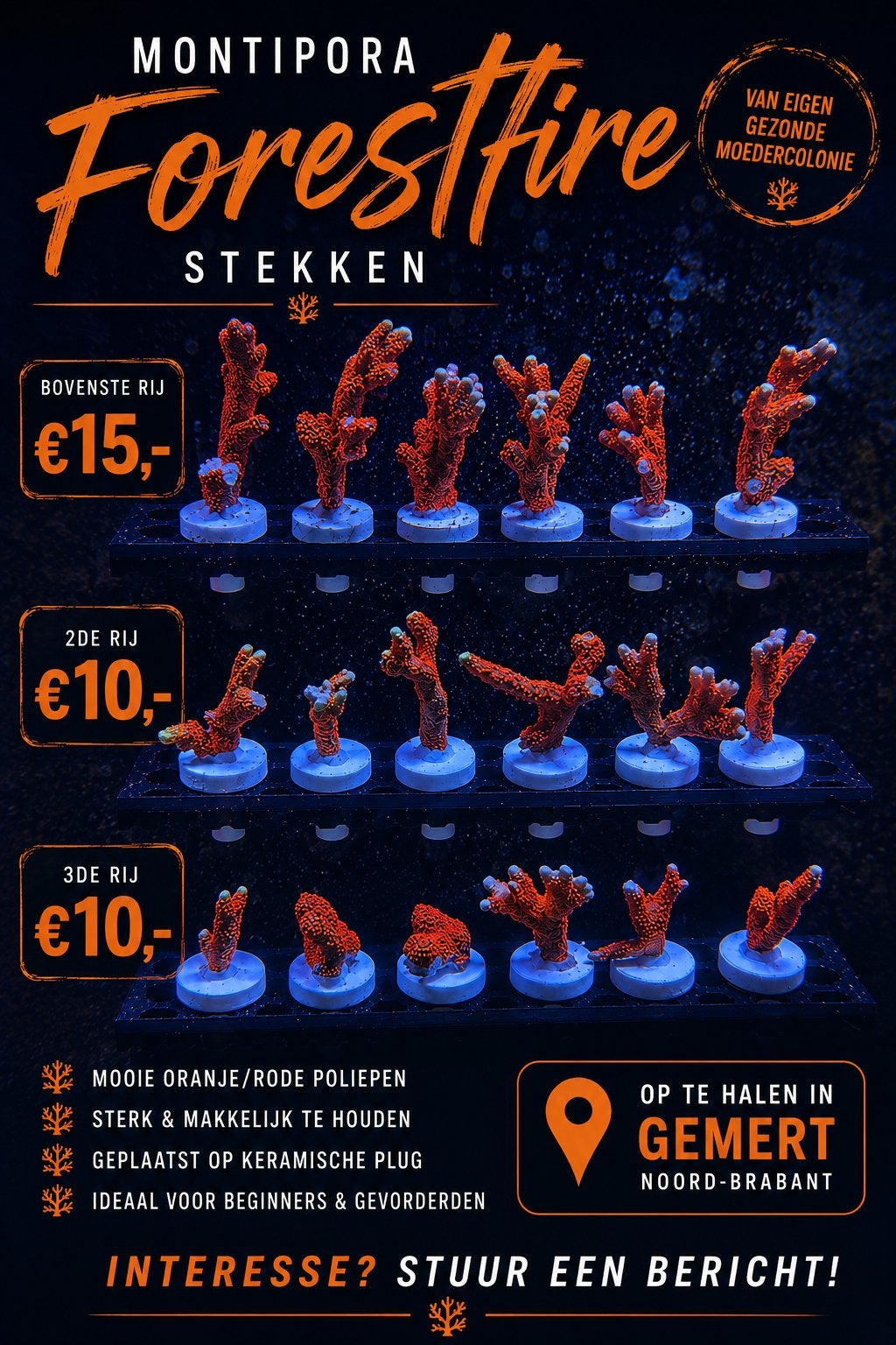 Montipora Forestfire stekken – vanaf €10,-, Dieren en Toebehoren, Overige typen, Zoutwatervis