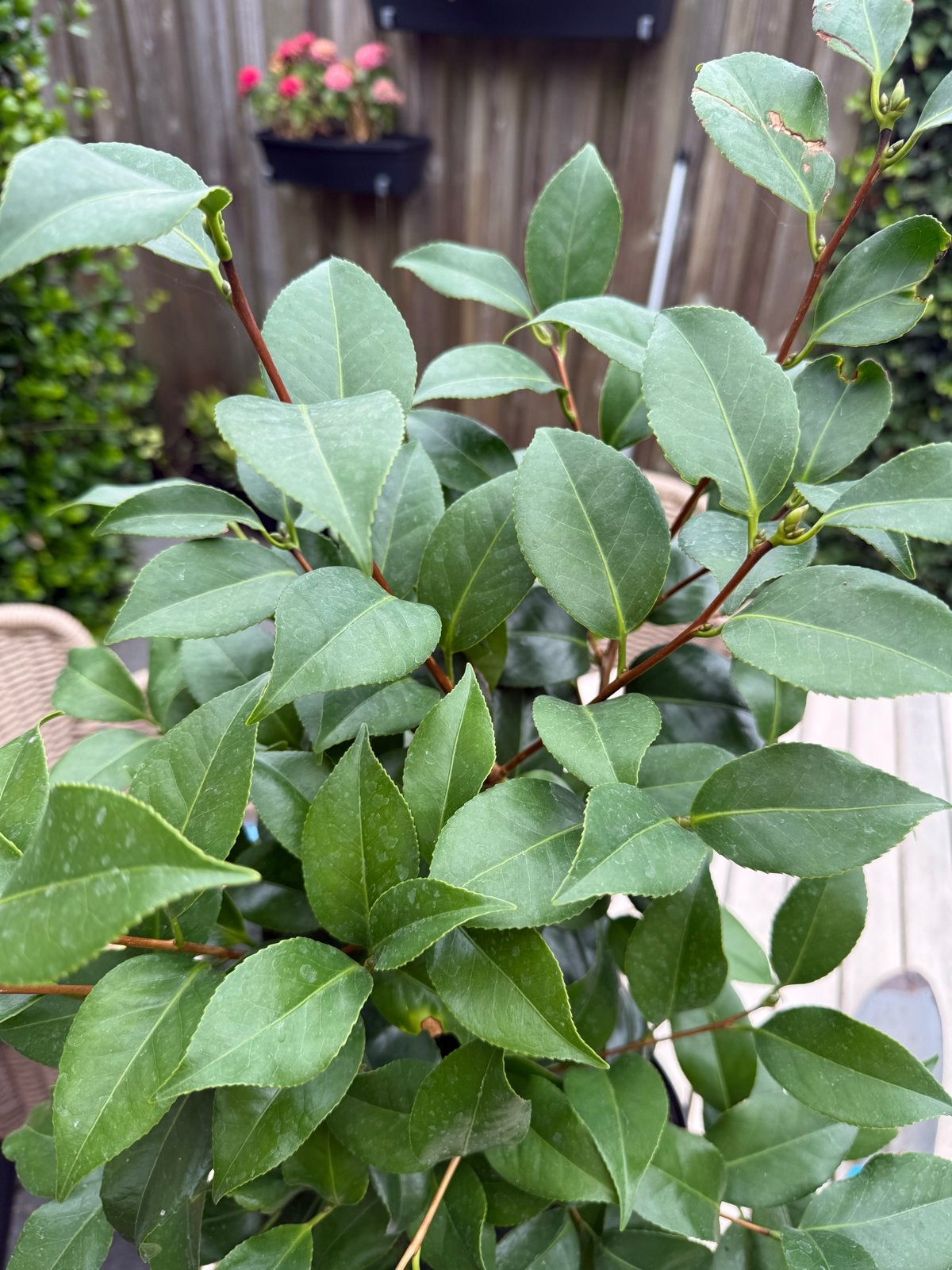 Camelia japonica 'Japanse Roos', Vaste plant, Halfschaduw, Lente, Ophalen