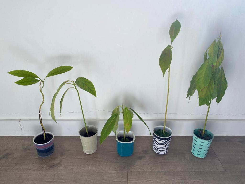 Avocado plantjes, Ophalen, Volle zon, Vaste plant, Bloeit niet