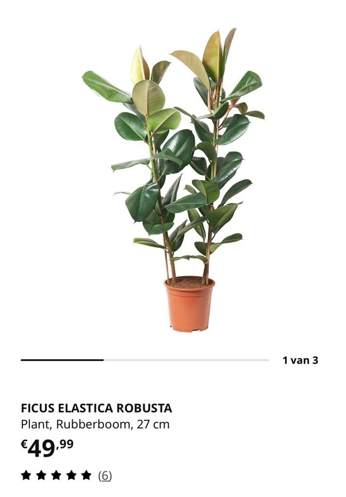 Ficus Elastica Robusta - Rubberboom, 27 cm, Vaste plant, Bloeit niet, Halfschaduw, Ophalen