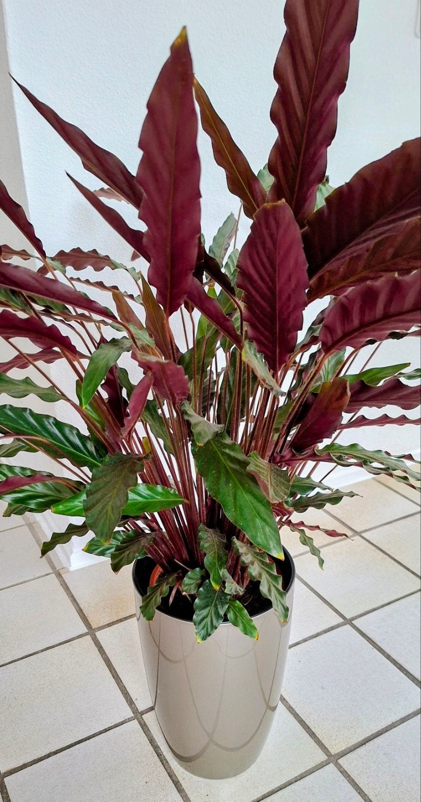 CALATHEA RUFIBARBA+SIERPOT  GREIGE ELHO  H.105xØ20cm., Ophalen, Halfschaduw, Minder dan 100 cm