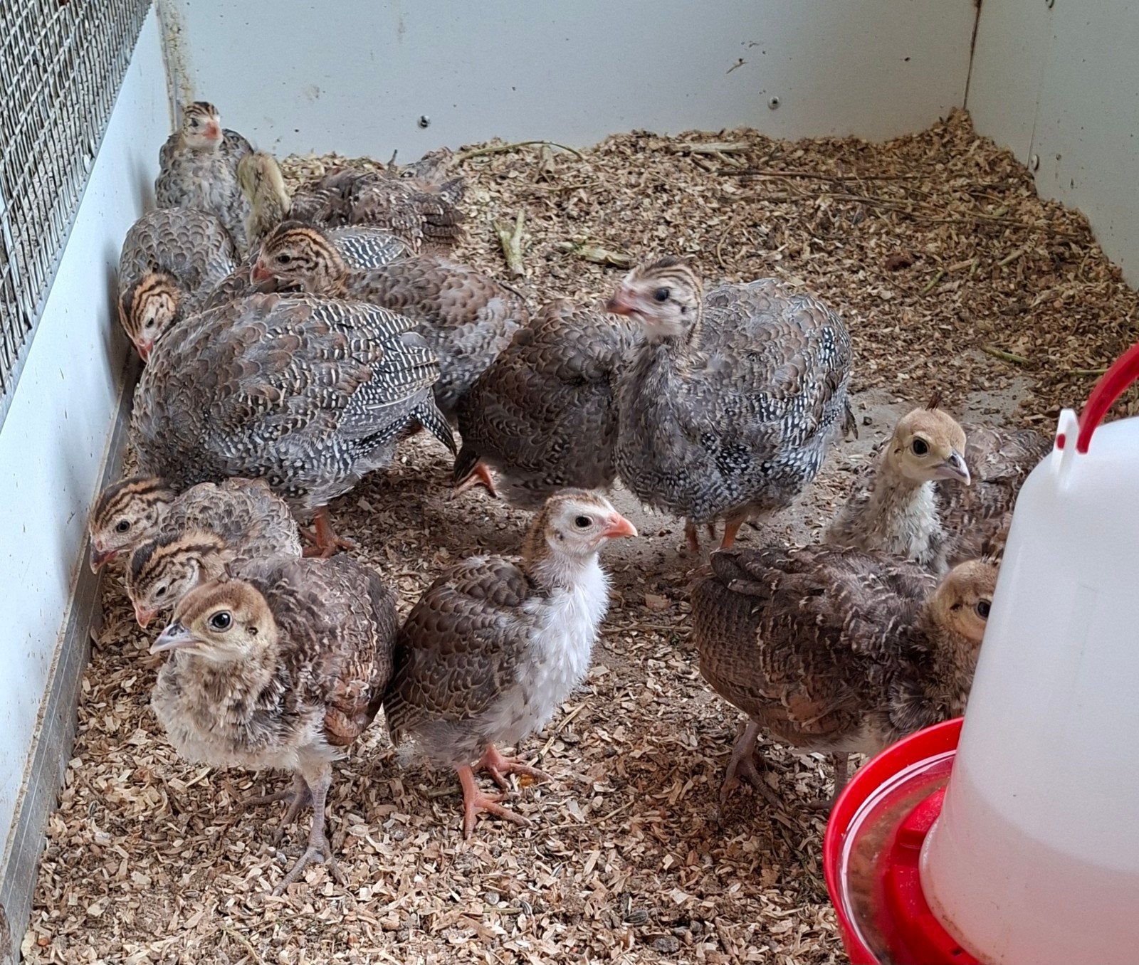 te koop 2 jonge pauwen en 4 parelhoenders 2026, Dieren en Toebehoren, Meerdere dieren, Overige soorten