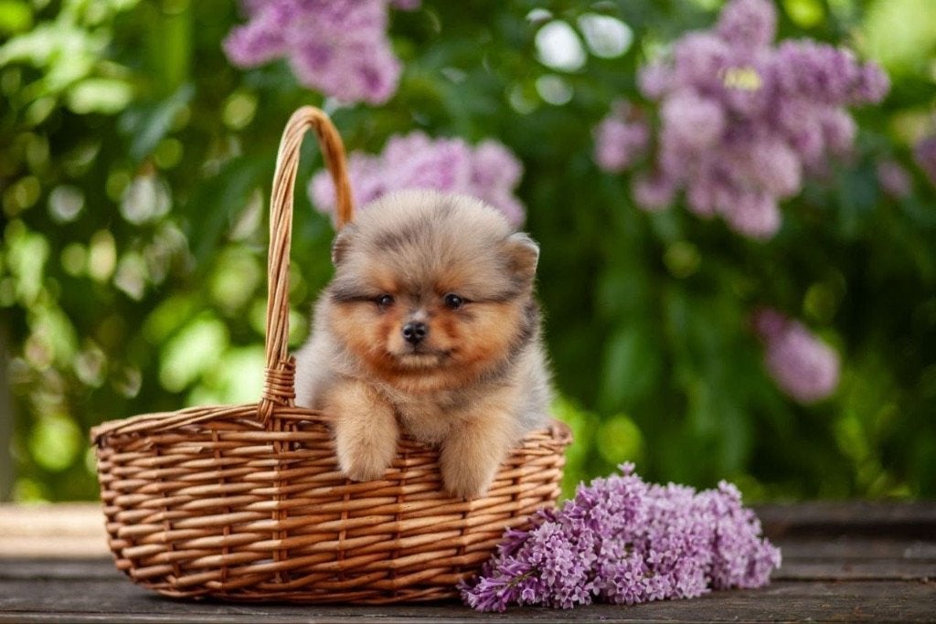 Pomeranian pups Bearface, 8 tot 15 weken, Parvo, Meerdere, Nederland