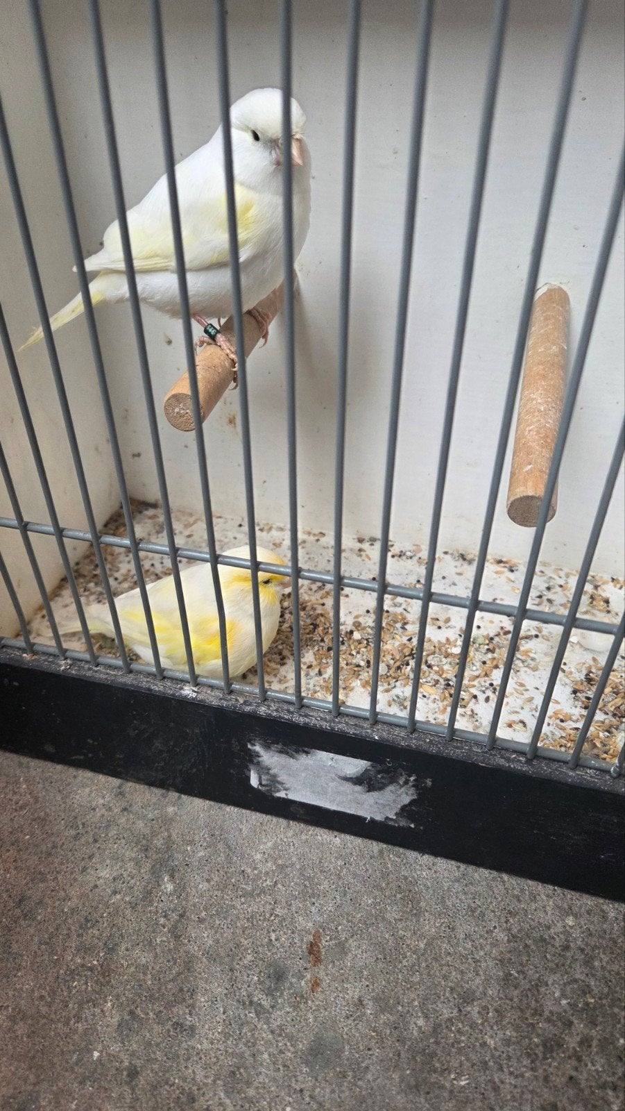 koppeltje geel mozaïek kanaries, Dieren en Toebehoren, Meerdere dieren, Kleurkanarie