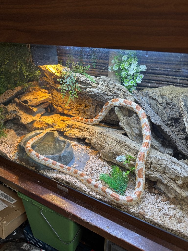 Pantherophis Guttatus Missing Black incl terrarium Corn Snake photo 2